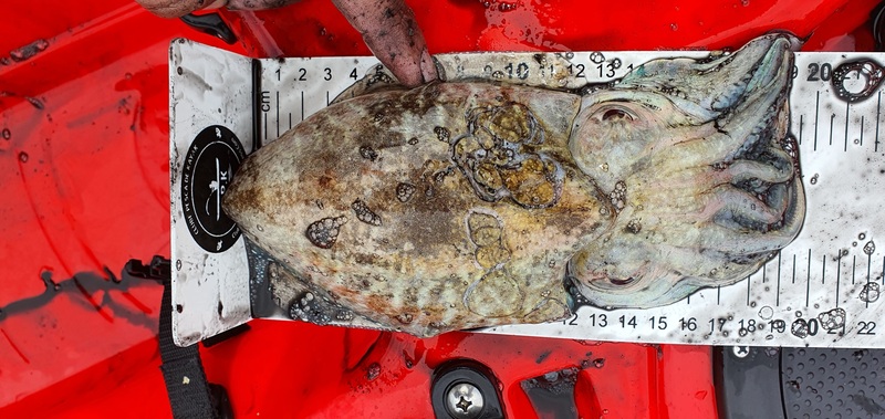 Fish Measure Picture