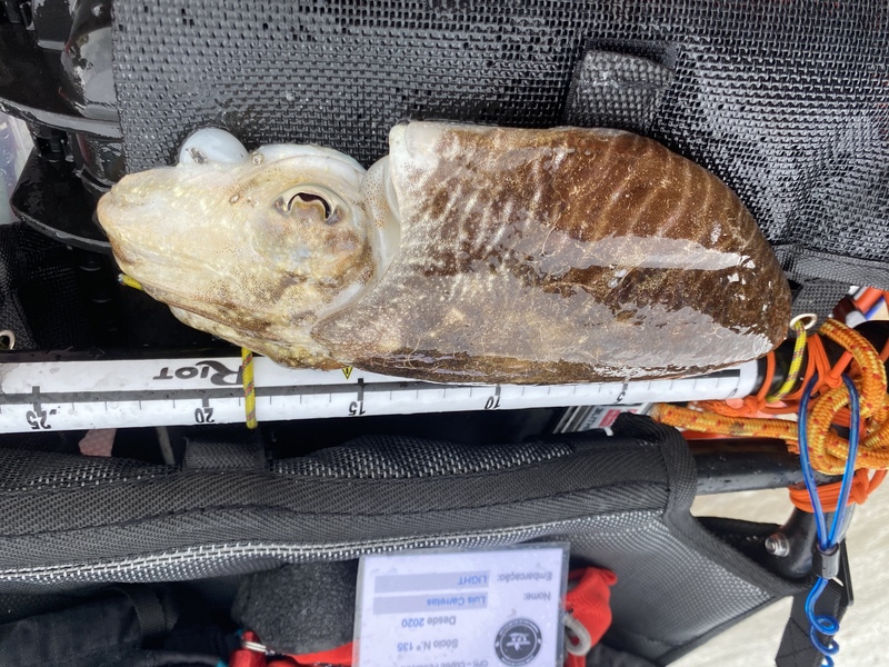 Fish Measure Picture