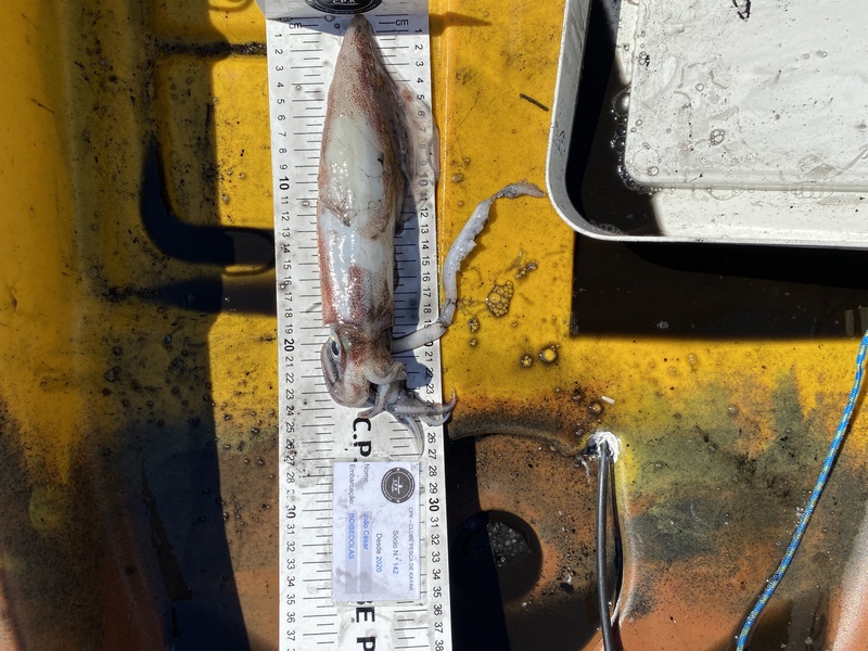 Fish Measure Picture