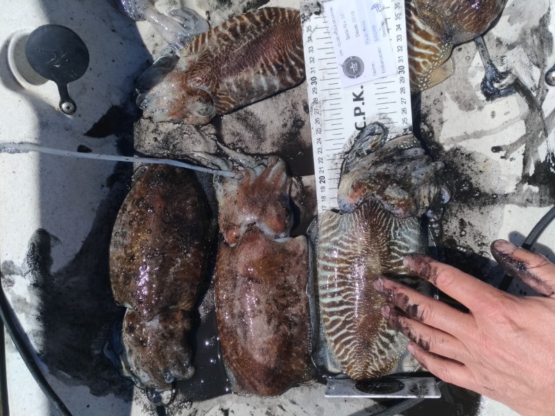 Fish Measure Picture