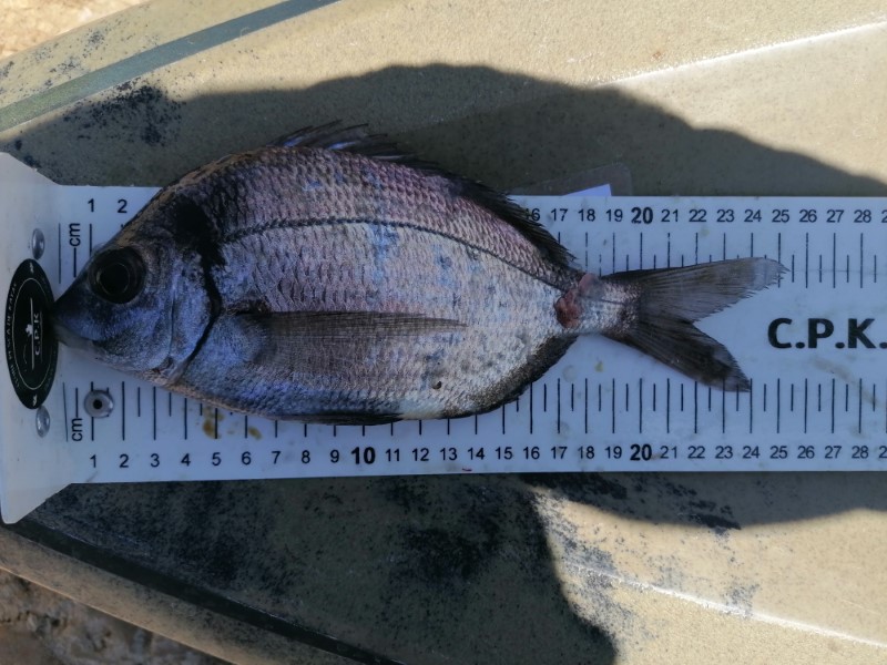 Fish Measure Picture