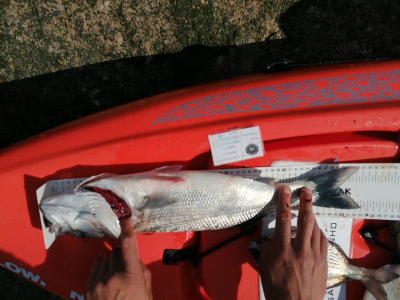 Fish Measure Picture