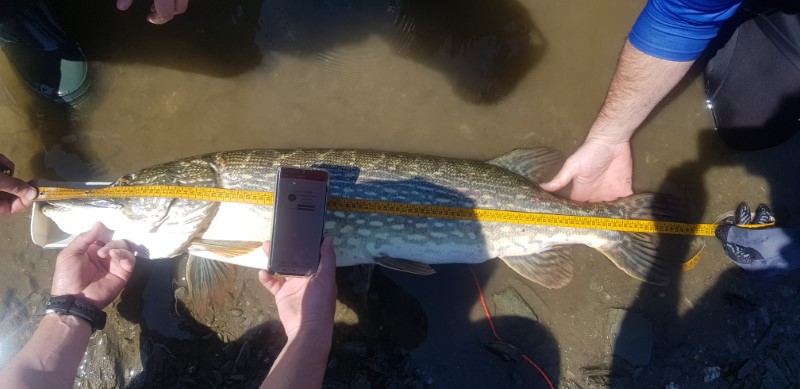 Fish Measure Picture