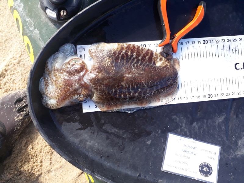 Fish Measure Picture