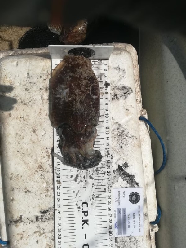 Fish Measure Picture