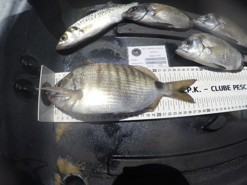 Fish Measure Picture