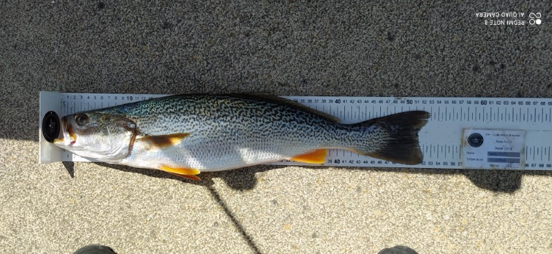 Fish Measure Picture