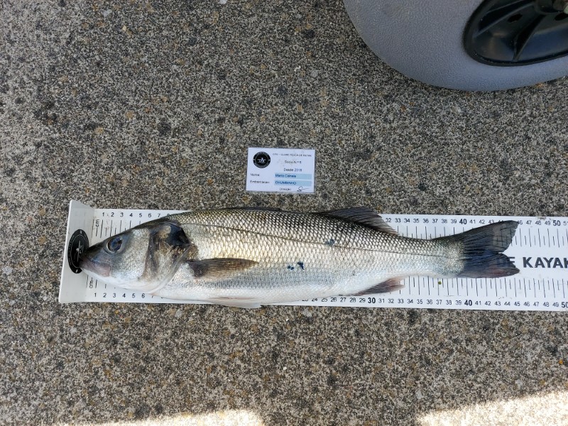 Fish Measure Picture