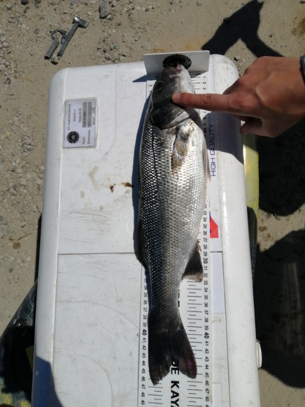 Fish Measure Picture