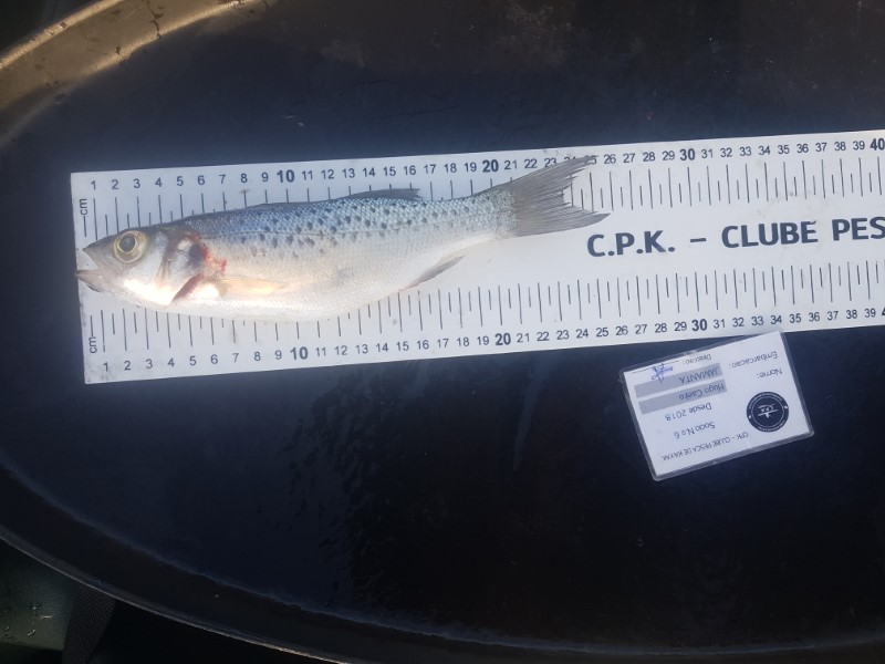 Fish Measure Picture