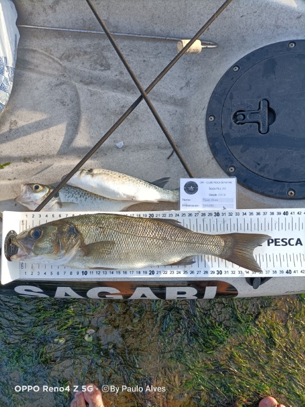 Fish Measure Picture