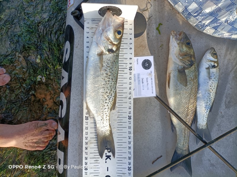 Fish Measure Picture