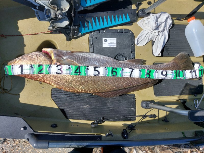 Fish Measure Picture