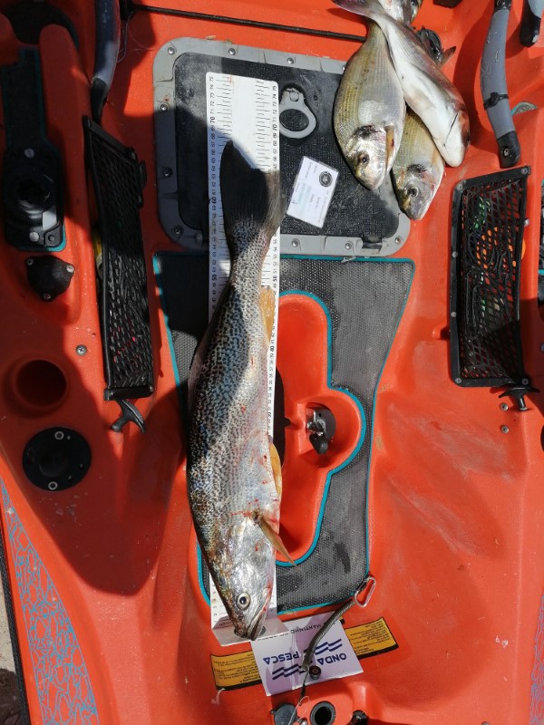 Fish Measure Picture