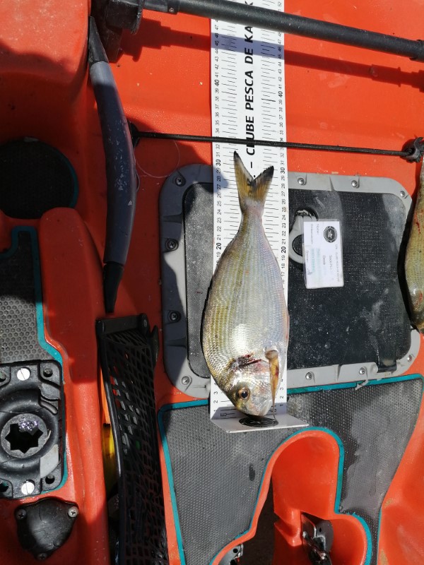 Fish Measure Picture