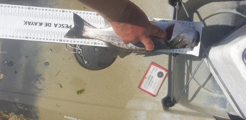 Fish Measure Picture