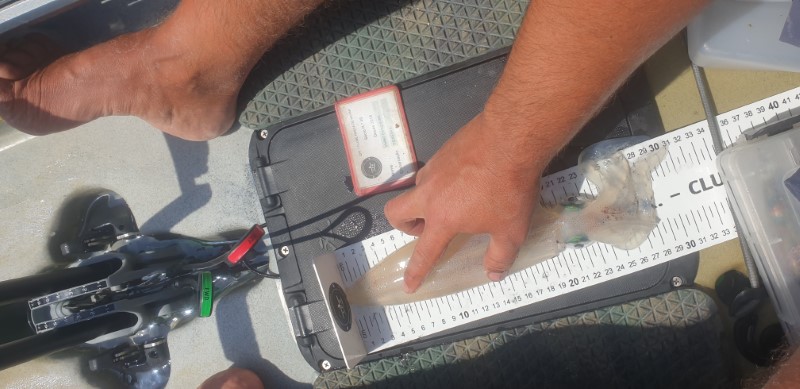 Fish Measure Picture