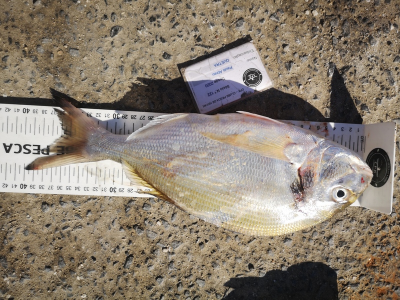 Fish Measure Picture
