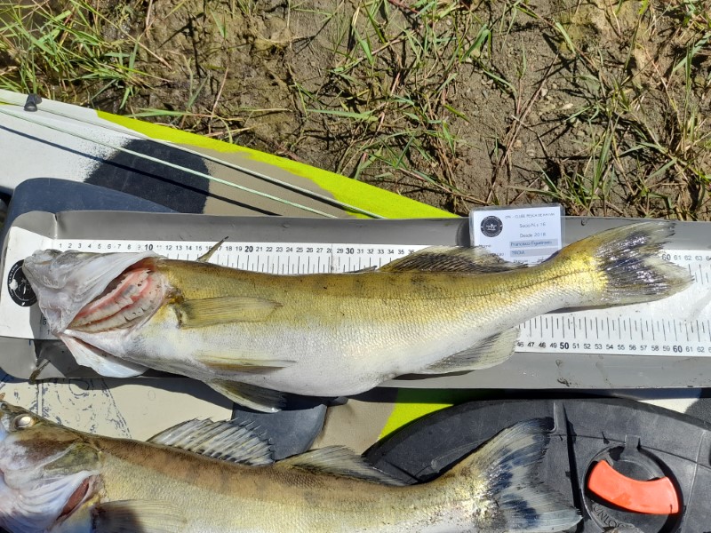 Fish Measure Picture