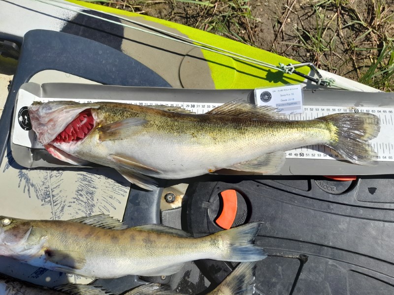 Fish Measure Picture