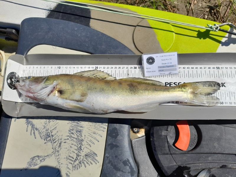 Fish Measure Picture