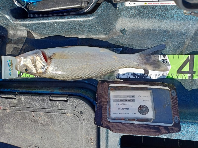 Fish Measure Picture