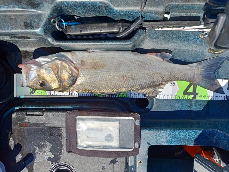 Fish Measure Picture