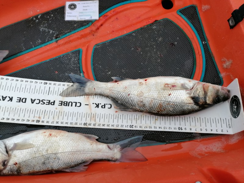 Fish Measure Picture