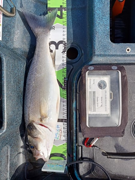 Fish Measure Picture