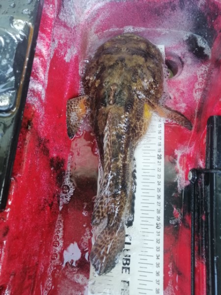 Fish Profile Picture