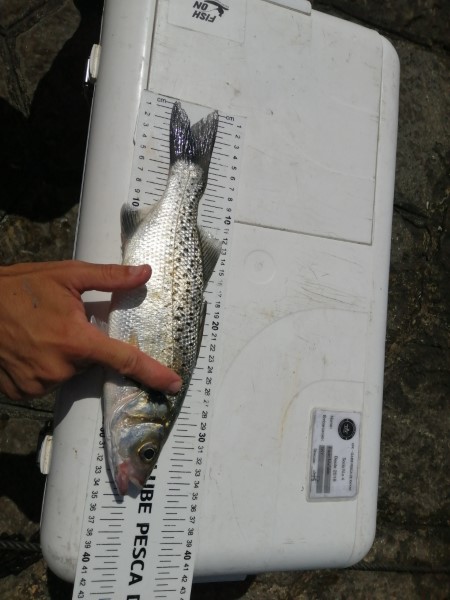 Fish Measure Picture
