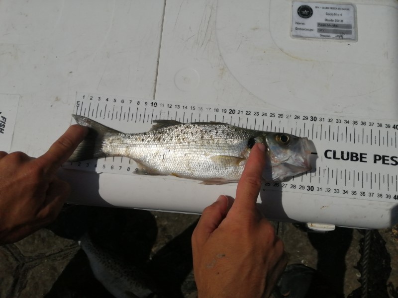 Fish Measure Picture