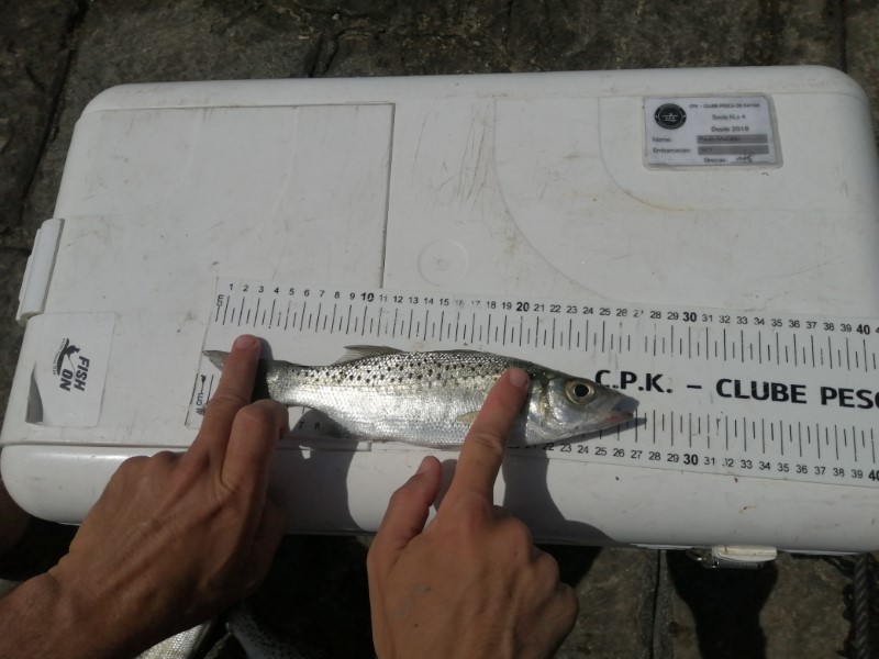 Fish Measure Picture