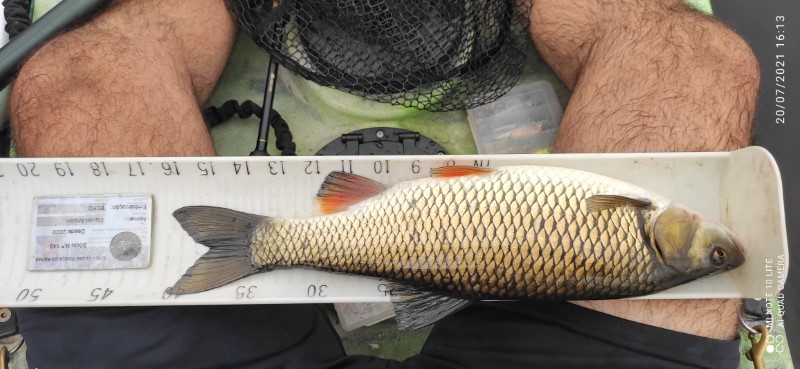 Fish Measure Picture