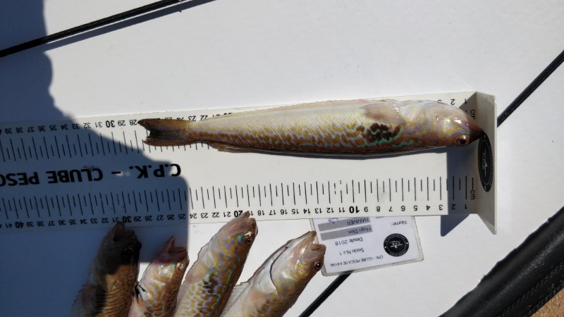 Fish Measure Picture