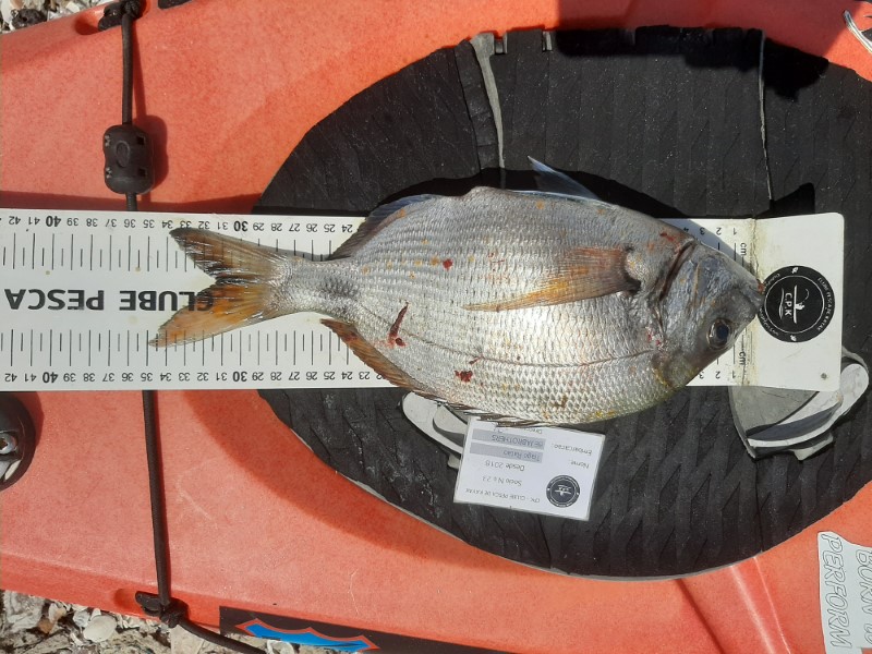 Fish Measure Picture