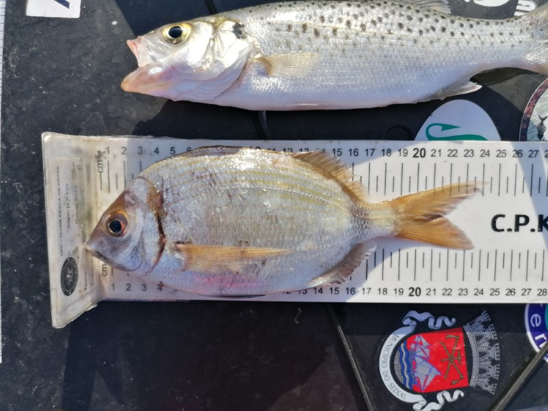 Fish Measure Picture