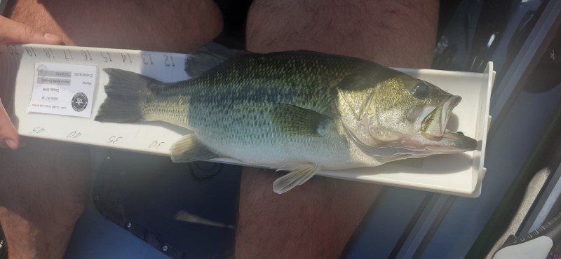Fish Measure Picture