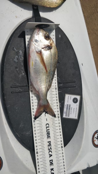 Fish Measure Picture