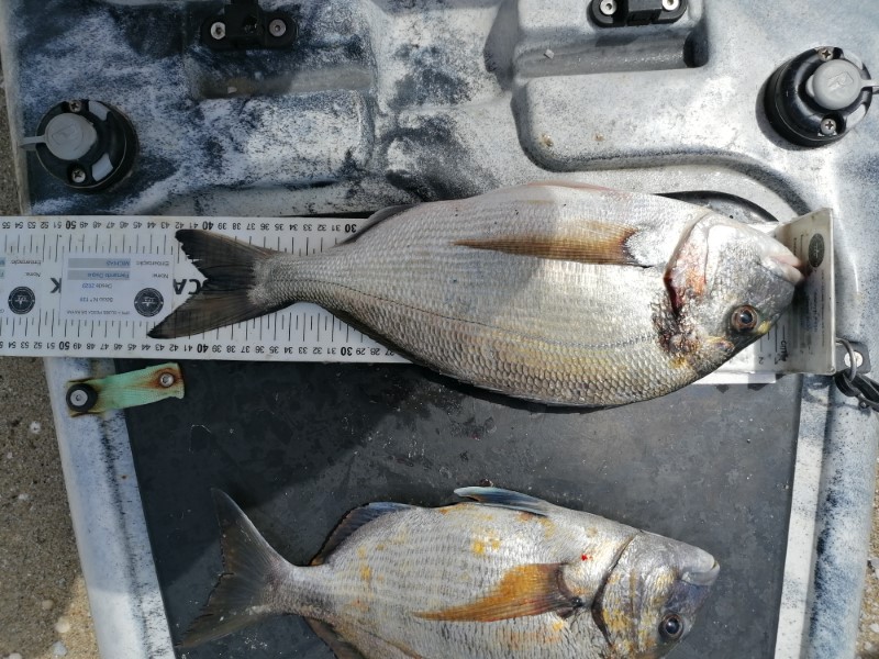 Fish Measure Picture