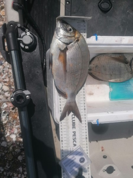 Fish Measure Picture