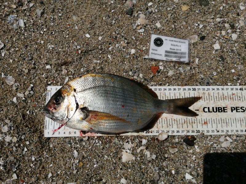Fish Measure Picture