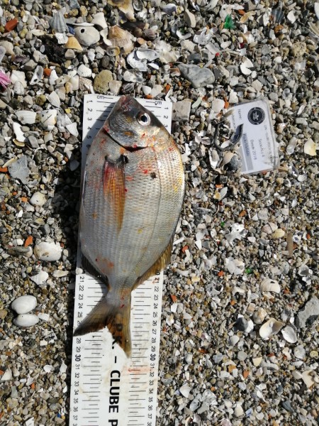 Fish Measure Picture