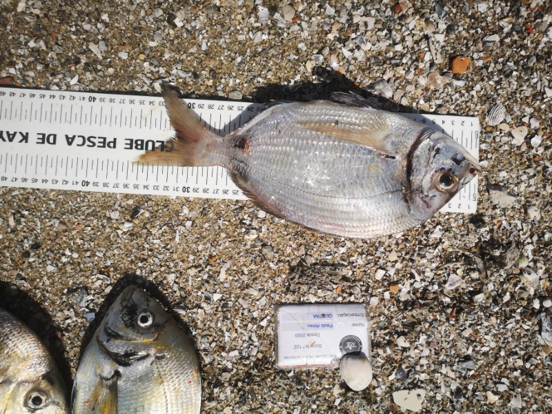 Fish Measure Picture