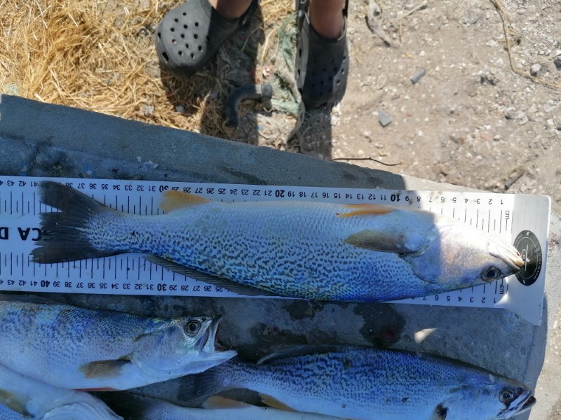 Fish Measure Picture