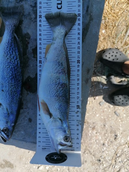 Fish Measure Picture