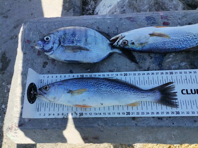 Fish Measure Picture