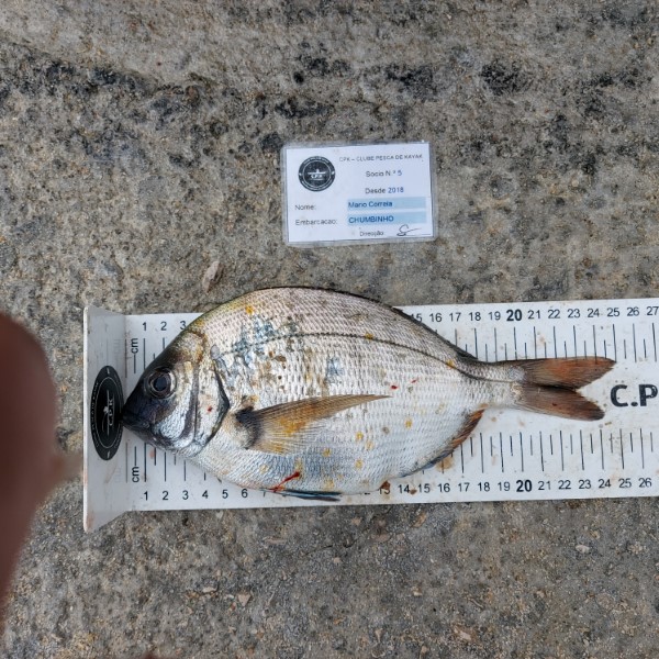 Fish Measure Picture
