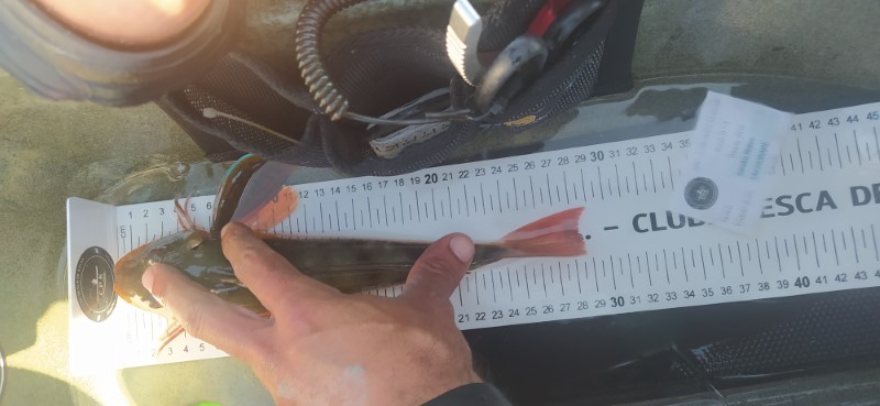 Fish Measure Picture