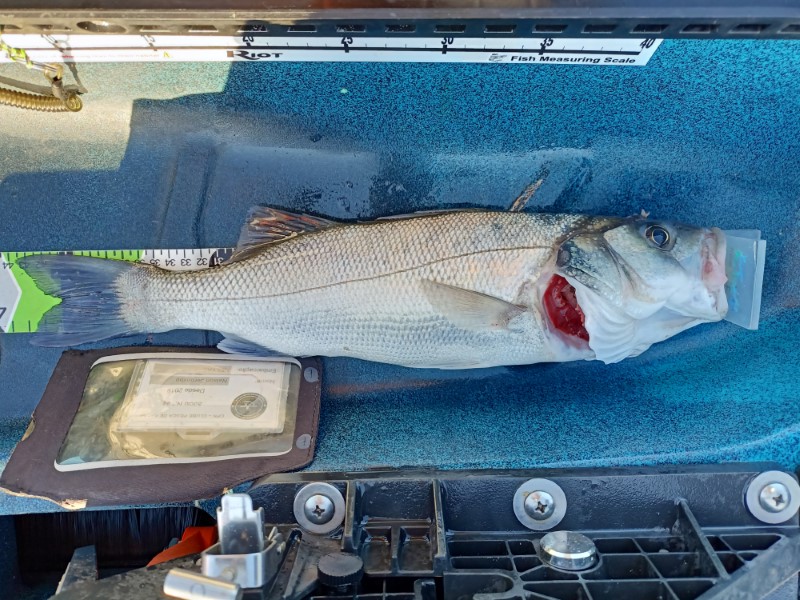 Fish Measure Picture